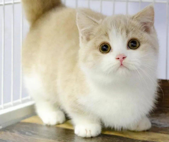 矮脚猫品种的繁育困境