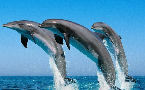 海豚
