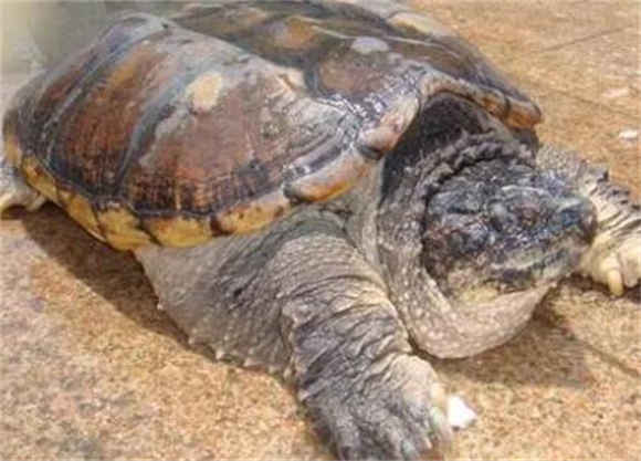 鳄鱼龟需要晒太阳吗