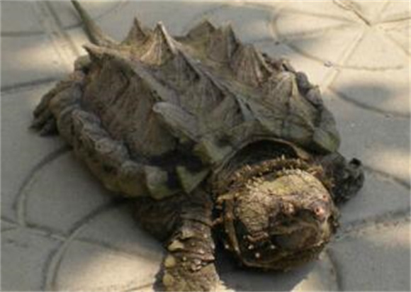 鳄鱼龟鳖膏有什么功效