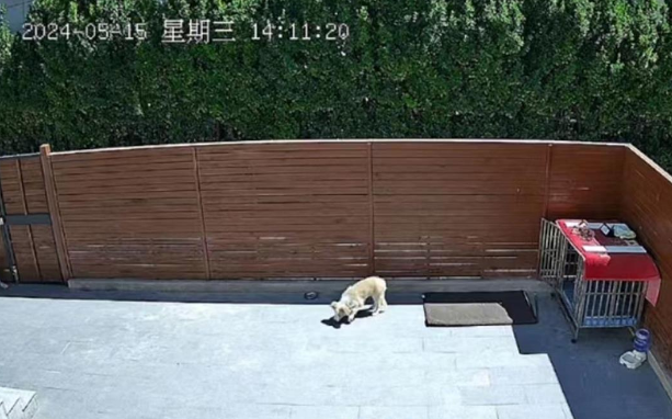 廊坊男子两只宠物犬被人隔墙毒死