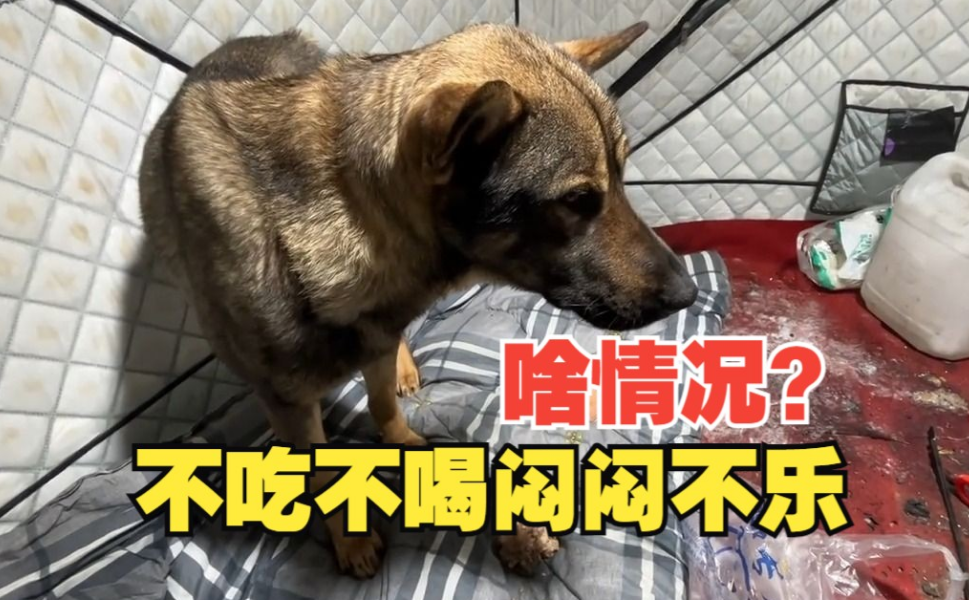 狗不吃不喝可以自愈吗 狗不吃不喝可以自愈吗