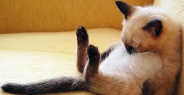 猫咪趣事:揭示宠物猫的奇特行为 猫咪趣事:揭示宠物猫的奇特行为