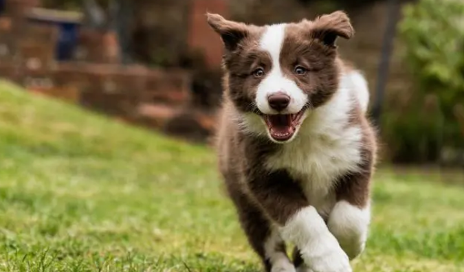 边境牧羊犬喜欢咬手怎么办？