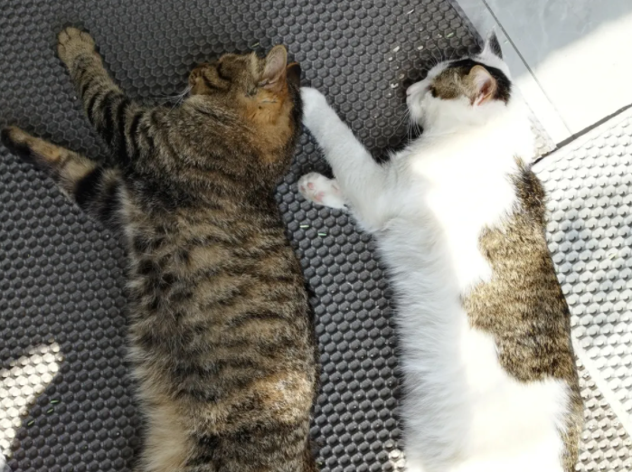 高智商的狸花猫是什么样子 高智商的狸花猫是什么样子