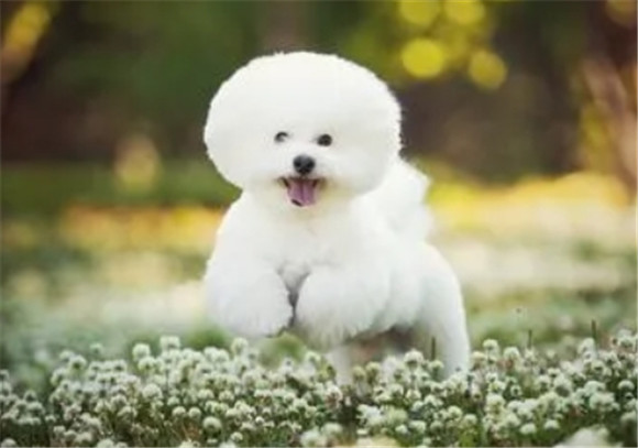 比熊狗狗的寿命秘密：如何让你的小伙伴陪伴更久？