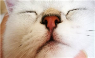 猫鼻孔每天黑色结块