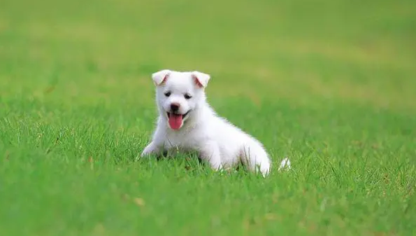 狗狗知道自己不是人吗 