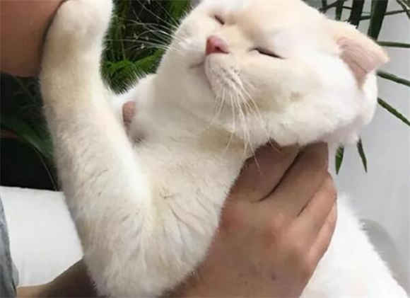惯猫如杀猫，5大溺爱行为要警惕