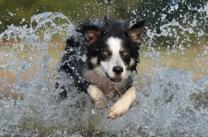 成年狗犬瘟热能治好吗