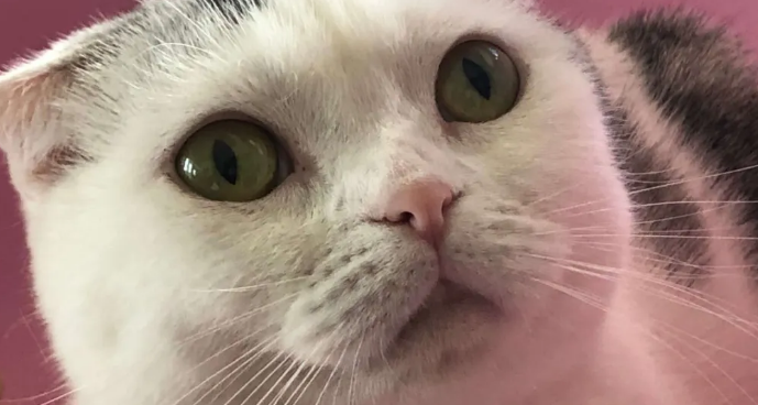 猫咪对人的信任分等级 猫咪对人的信任分等级