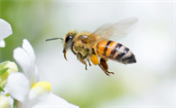关于蜜蜂的成语有哪些
