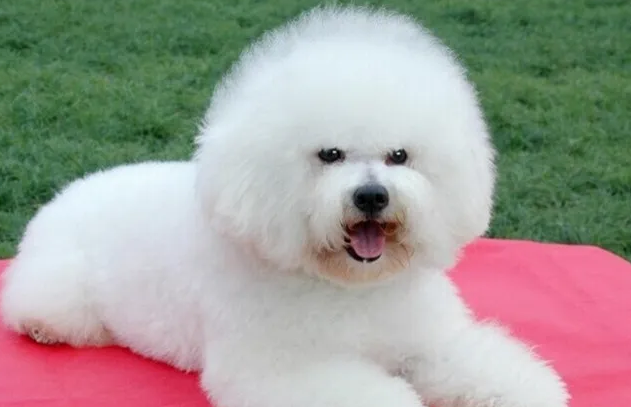 揭秘比熊犬的宠爱秘诀:打造专属小天使的梦幻生活! 揭秘比熊犬的宠爱秘诀:打造专属小天使的梦幻生活!