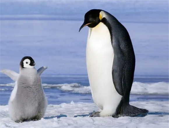 企鹅的特点有哪些