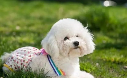 幼犬怎么训练？怎么训练幼犬大小便