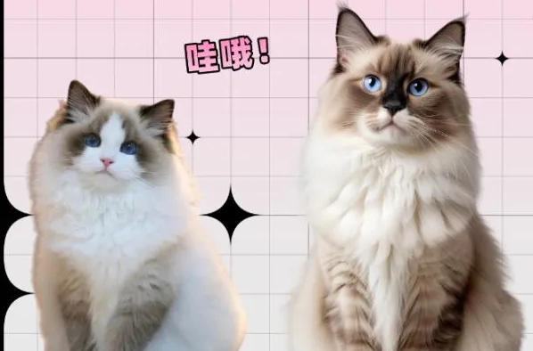 布偶猫不好养?其实技巧就这几招!! 布偶猫不好养?其实技巧就这几招!!