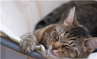 猫鼻子偶尔向外用力喷气