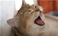 猫咪打喷嚏代表了什么意思