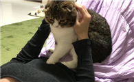 猫咪的各种动作图解