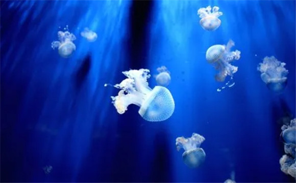 水母属于海洋生物吗