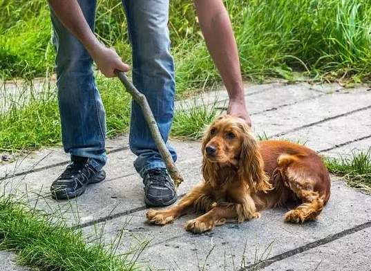 打狗狗会记仇吗