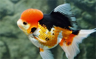 这5种最常见的金鱼寄生虫，其实是鱼缸团灭前兆！