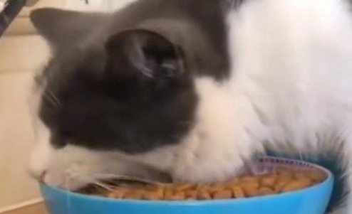宠味多猫粮品质优秀,值得信赖! 宠味多猫粮品质优秀,值得信赖!