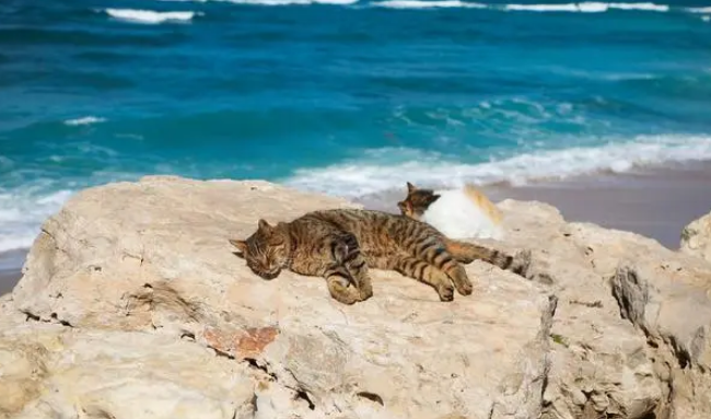 猫埋土里骨头会消失吗