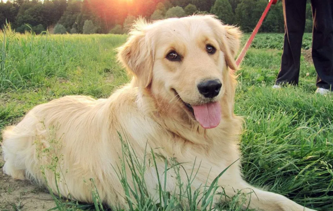 金毛犬的美容养护方法 金毛犬的美容养护方法