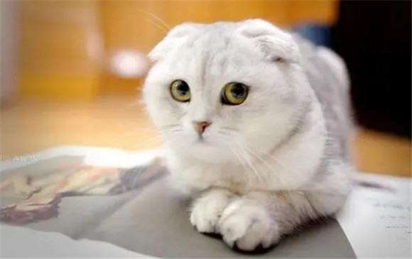 这几种猫,堪称猫界“吞金兽”,太烧钱了! 这几种猫,堪称猫界“吞金兽”,太烧钱了!
