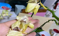 蝴蝶兰花包怎么枯了