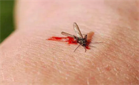 冬天房间里怎么会有蚊子