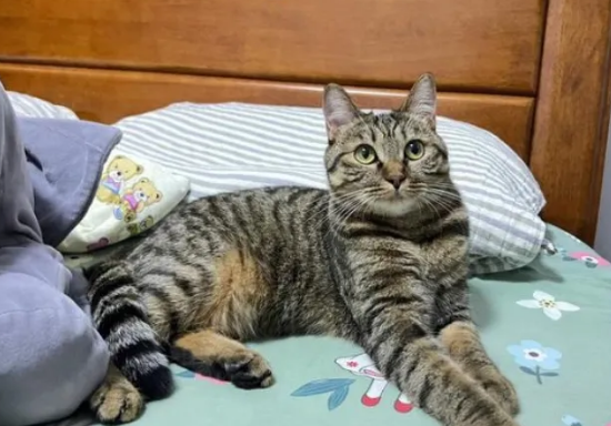 狸花猫有这些几个表现，说明被你“养熟”了！