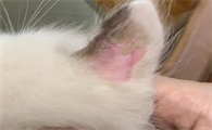 猫咪耳朵掉毛是怎么回事