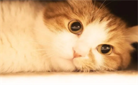 猫笼子去哪买便宜