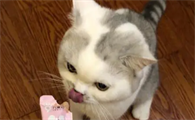 猫咪的诱食剂有哪些