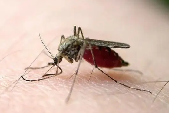 去年的蚊子能活到今年吗