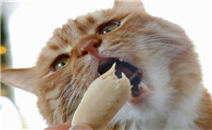 猫咪吃什么可以改善掉毛