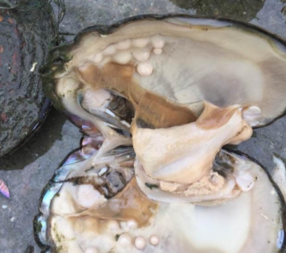 什么样的河蚌里有珍珠 什么样的河蚌里有珍珠