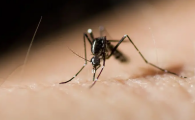如何让蚊子灭绝