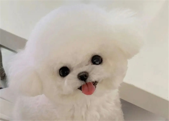 比熊狗狗的寿命秘密：如何让你的小伙伴陪伴更久？