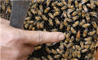 蜂团里如何找到蜂王