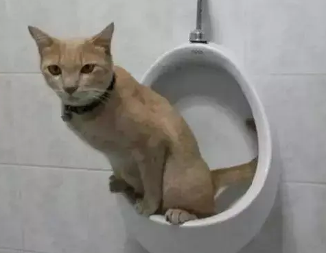 猫咪不撒尿是怎么回事?