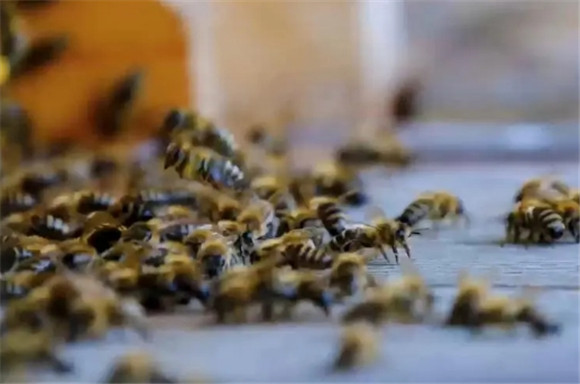 蜜蜂冬天怎么管理