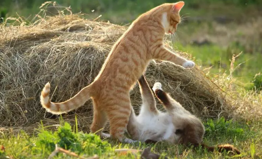 猫咪打架打赢的表现