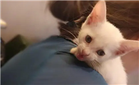 猫咪抱着不叫 放下就叫
