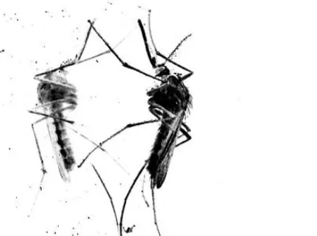 黑色为什么吸引蚊子