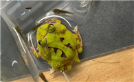 霸王角蛙成体