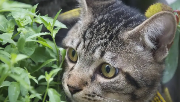 为什么狸花猫的性格普遍没有品种猫的好？