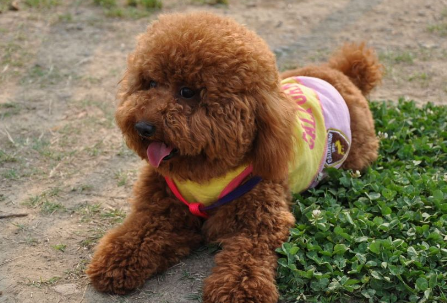 冬天,泰迪犬究竟怕不怕冷?要不要穿衣服? 冬天,泰迪犬究竟怕不怕冷?要不要穿衣服?